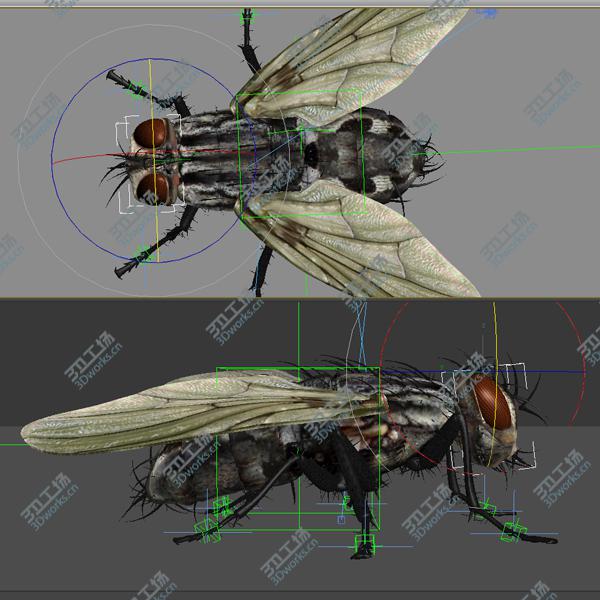 images/goods_img/202104092/Fly realistic!  (RIGGED)(VRAY)/2.jpg